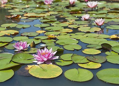 nénuphar anglais|nénuphar traduction.